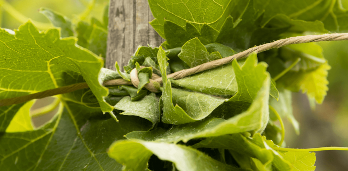 L'attachage des vignes : une étape primordiale pour la plante