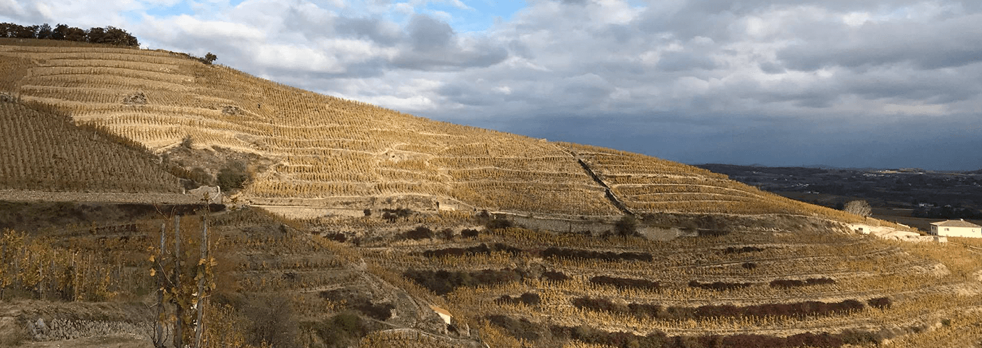 Les vignes en hiver : ces petits granulés nommés compost