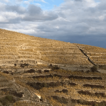 Les vignes en hiver : ces petits granulés nommés compost