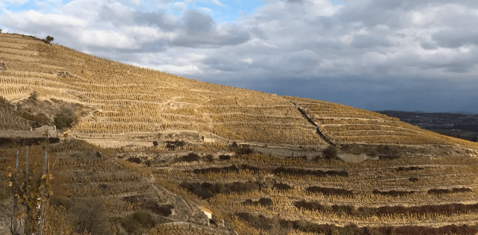 Les vignes en hiver : ces petits granulés nommés compost