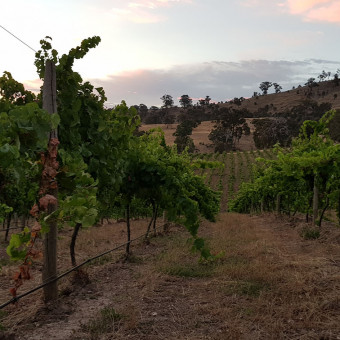  Australians wines : a quality vintage 2020