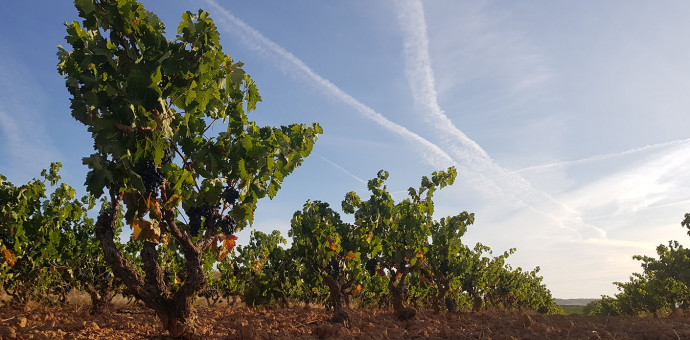Spanish wines : 2020, towards a vintage for keeping