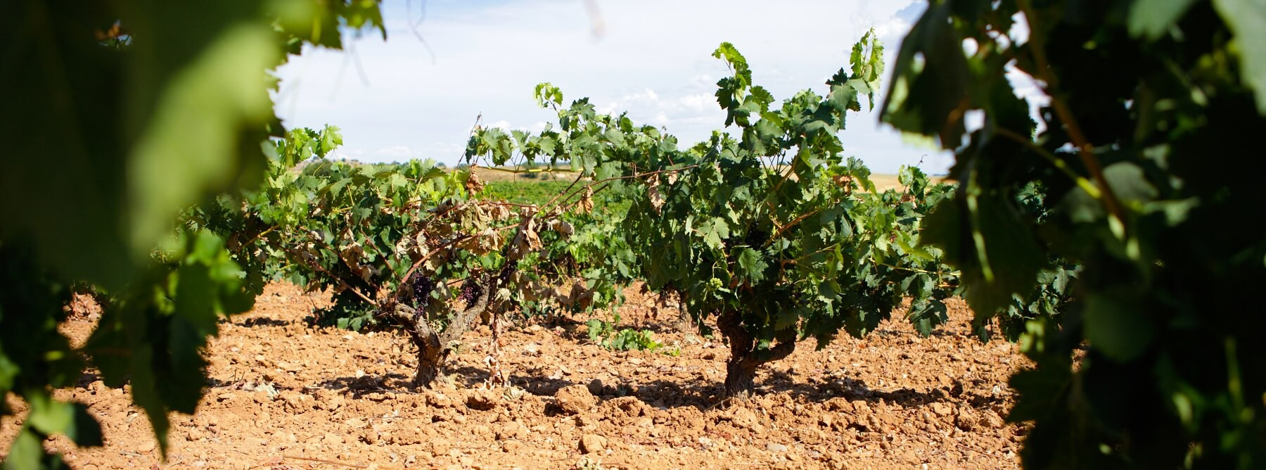 Ribera Del Duero : un très beau millésime 2019 pour les vins espagnols