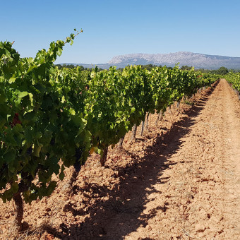 Provence wines: a 2020 vintage beyond the vagaries of the weather