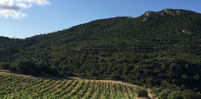 Roussillon's wines : 2020, a winegrower’s vintage