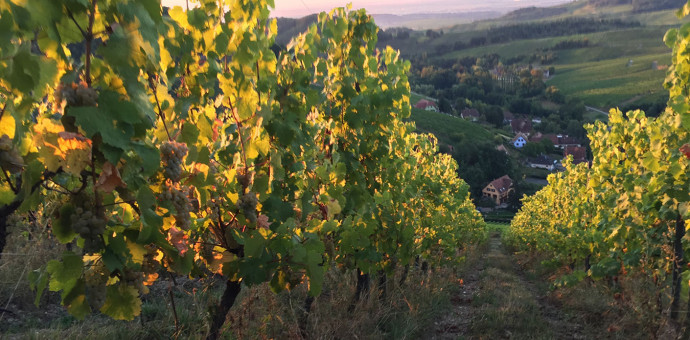 Alsatian wines: a high-flying 2020 vintage