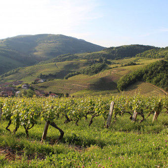 Burgundy and Beaujolais wines: an early and balanced 2020 vintage