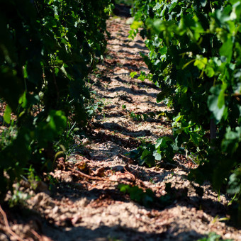 The 2020 harvest in the Rhône Valley: when precocity signs great wines