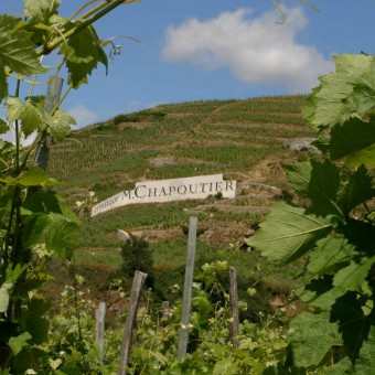 Les vendanges 2021 en Vallée du Rhône : un retour aux grands classiques