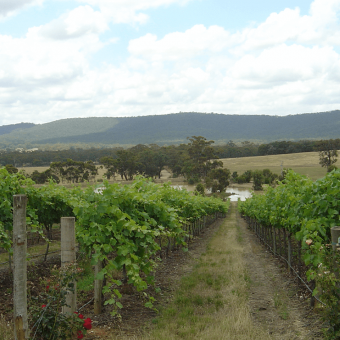 Australia: a 2021 vintage under the signs of finesse and elegance