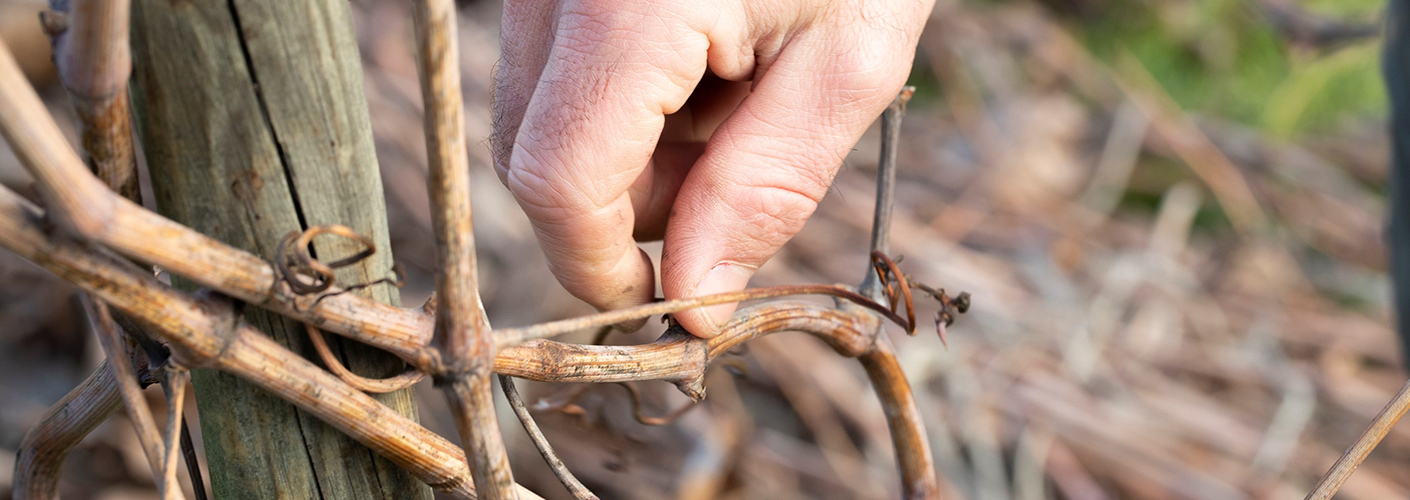 Les vignes en mode hiver : que se passe-t-il dans nos vignes pendant cette saison ? 