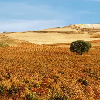 Spain: a 2021 vintage with great ageing potential