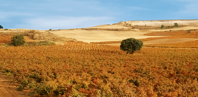 Spain: a 2021 vintage with great ageing potential